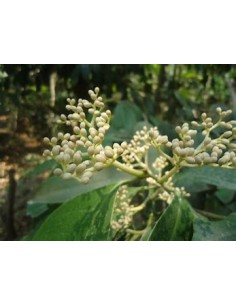 Cachichin de misantla... 2