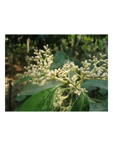 Cachichin de misantla (Oecopetalum mexicanum)-...