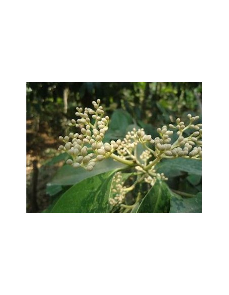 Cachichin de misantla (Oecopetalum mexicanum)- 1 Arbolito en Venta en Mexico - Vivero por internet