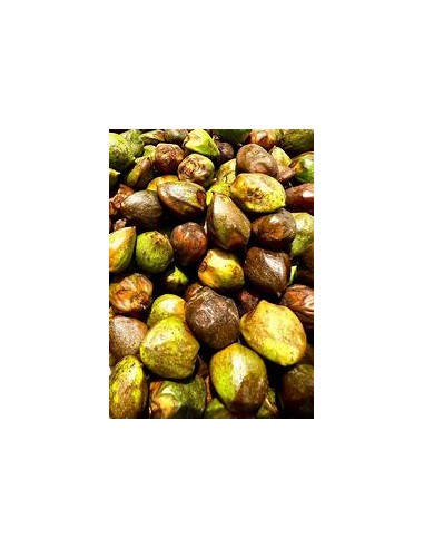 Cachichin de misantla (Oecopetalum mexicanum)-...