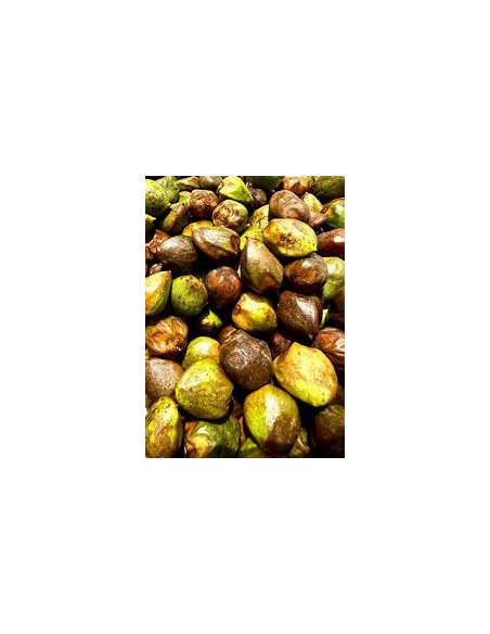 Cachichin de misantla (Oecopetalum mexicanum)- 1 Sapling for Sale in Mexico - Online Nursery