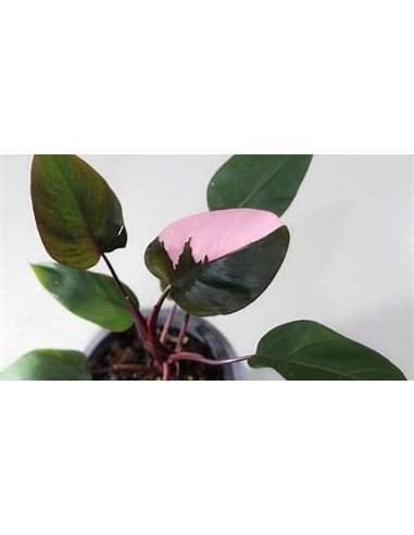 1 Philodendron Pink Princess small plant - Online Nursery