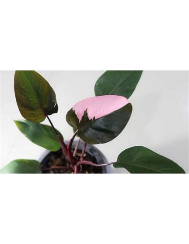 1 Planta de Philodendron Pink Princess chico- Vivero por Internet