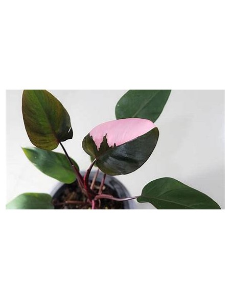 1 Philodendron Pink Princess small plant - Online Nursery