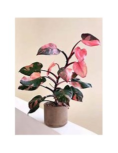 1 Philodendron Pink... 2