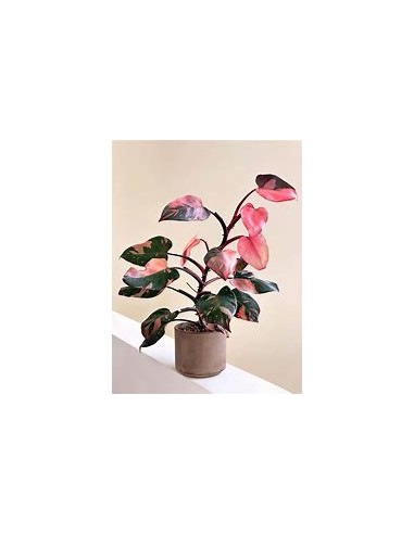 1 Philodendron Pink Princess small plant -...