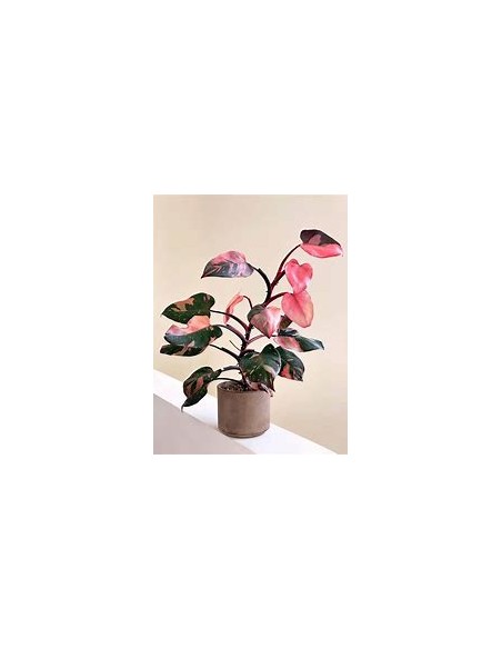 1 Planta de Philodendron Pink Princess chico- Vivero por Internet