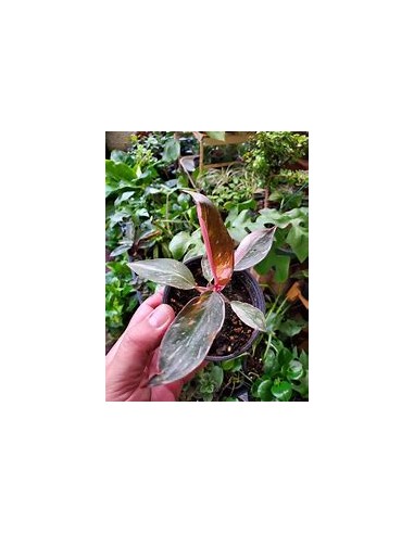 1 Planta de Philodendron Pink Princess chico-...