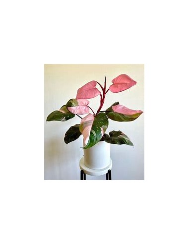 1 Philodendron Pink Princess small plant -...