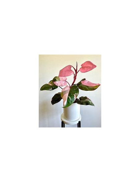 1 Philodendron Pink Princess small plant - Online Nursery