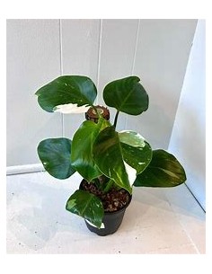 1 Planta de Philodendron...