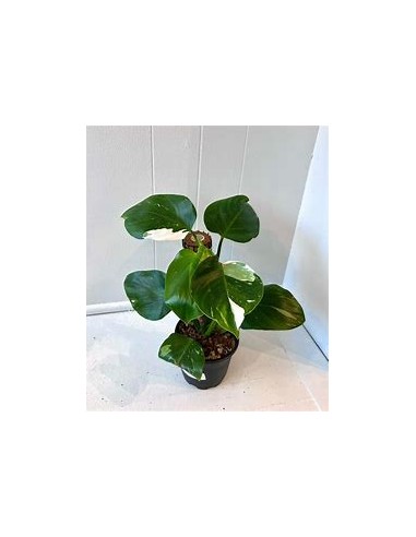 1 Philodendron White wizard small plant - Online nursery