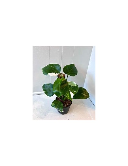 1 Philodendron White wizard small plant - Online nursery