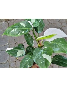 1 Planta de Philodendron... 2