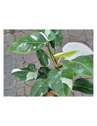 1 Philodendron White wizard small plant -...