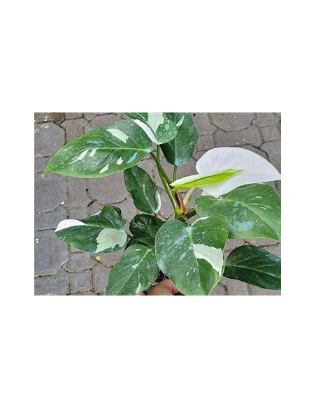 1 Philodendron White wizard small plant - Online nursery
