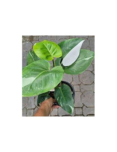 1 Philodendron White wizard small plant -...