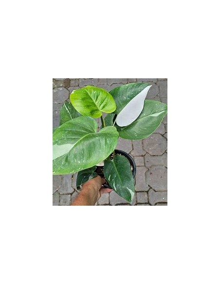 1 Planta de Philodendron White wizard chico- Vivero por internet