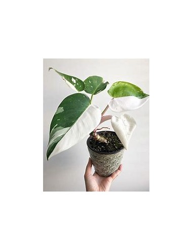 1 Planta de Philodendron White wizard chico-...