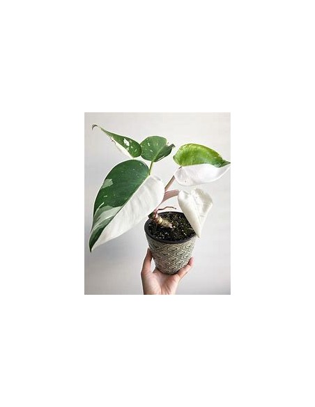 1 Planta de Philodendron White wizard chico- Vivero por internet