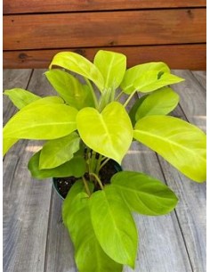 1 Planta de Philodendron...