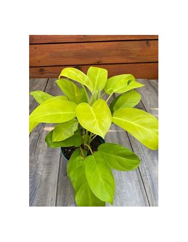 1 Planta de Philodendron Golden goddess- Vivero por Internet