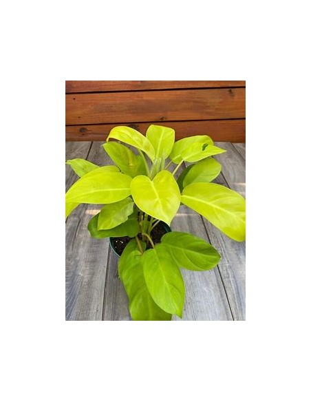 1 Planta de Philodendron Golden goddess- Vivero por Internet