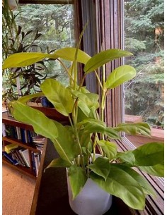 1 Philodendron Golden... 2