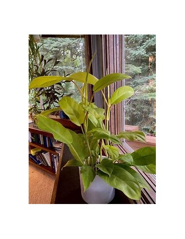 1 Planta de Philodendron Golden goddess- Vivero...