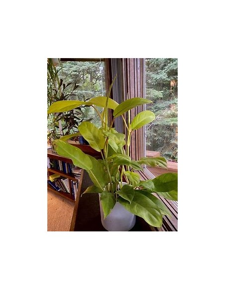 1 Planta de Philodendron Golden goddess- Vivero por Internet