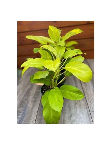 1 Planta de Philodendron Golden goddess- Vivero...