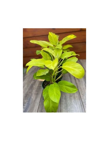 1 Philodendron Golden goddess plant - Online Nursery