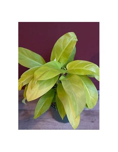 1 Planta de Philodendron Golden goddess- Vivero...
