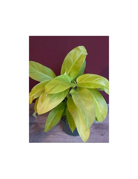 1 Planta de Philodendron Golden goddess- Vivero por Internet