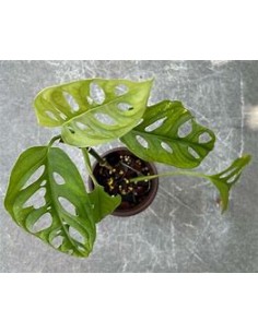 1 Planta de Monstera...