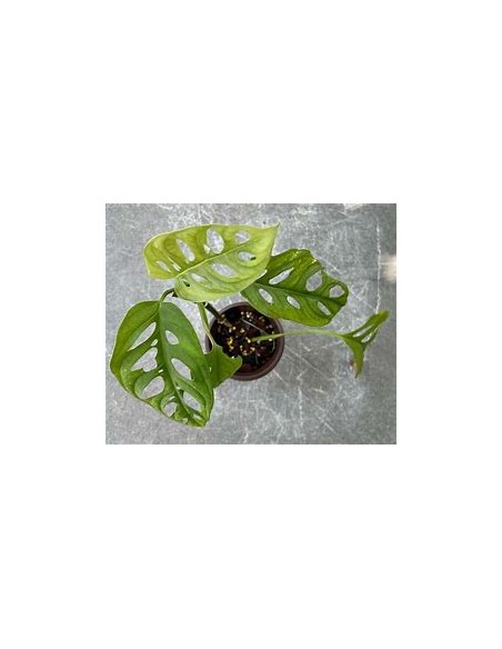1 Plant of Monstera lechleriana small- Internet Nursery