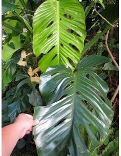 1 Planta de Monstera... 2