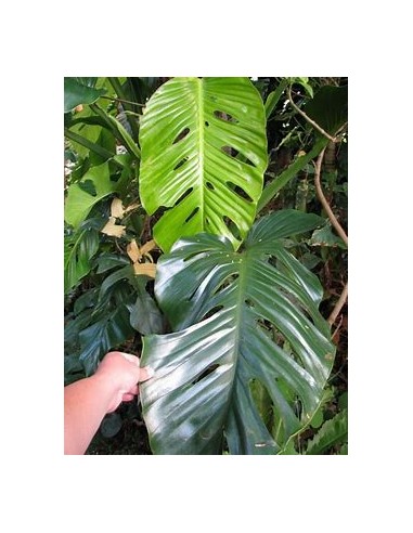1 Plant of Monstera lechleriana small- Internet...