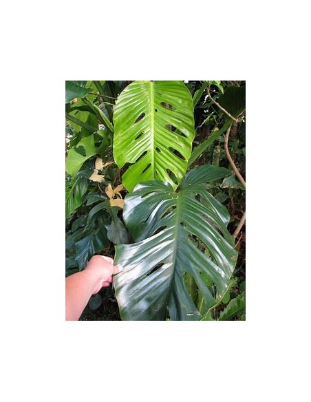 1 Plant of Monstera lechleriana small- Internet Nursery