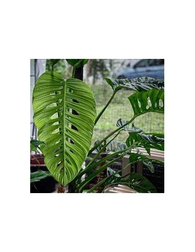 1 Plant of Monstera lechleriana small- Internet...
