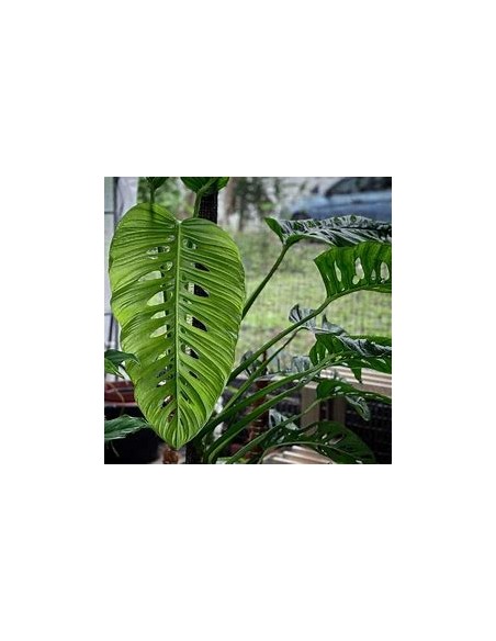 1 Plant of Monstera lechleriana small- Internet Nursery
