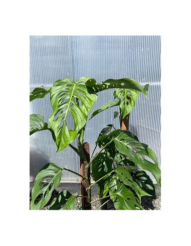 1 Plant of Monstera lechleriana small- Internet...