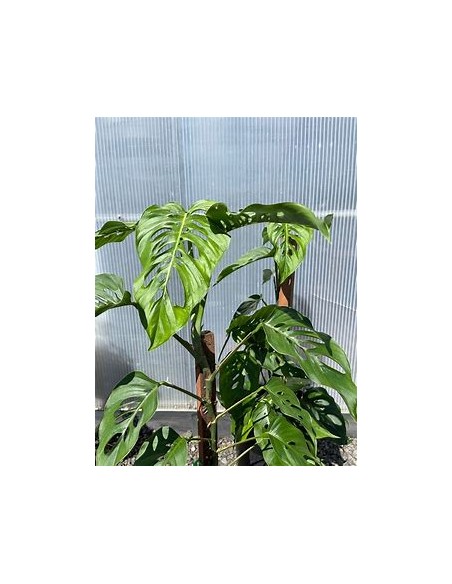 1 Plant of Monstera lechleriana small- Internet Nursery