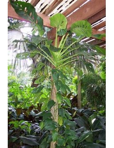 1 Planta de Monstera...