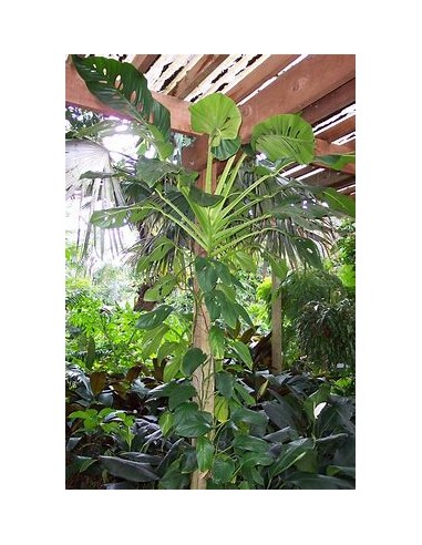 1 Planta de Monstera lecheriana grande- Vivero por Internet