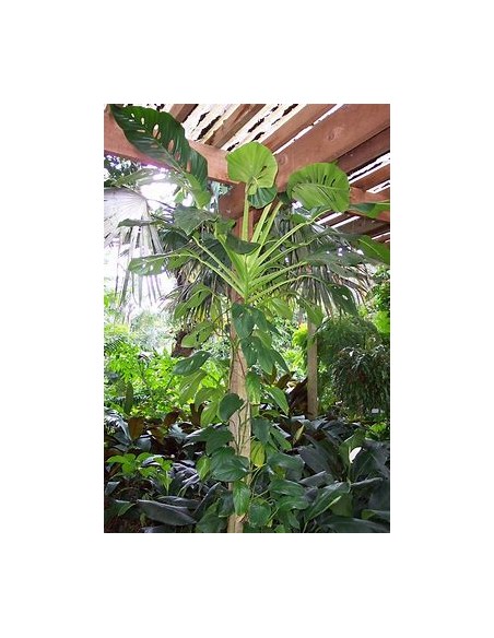 1 Large Monstera lecheriana plant - Internet Nursery