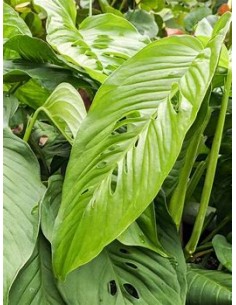 1 Large Monstera lecheriana... 2