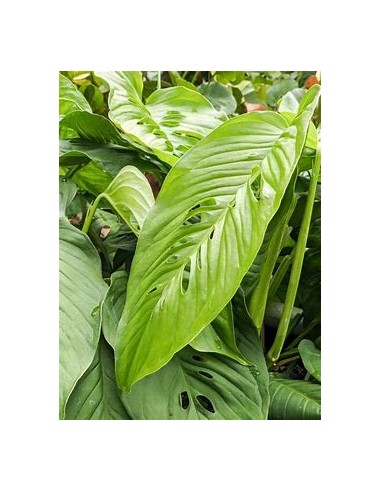 1 Large Monstera lecheriana plant - Internet...