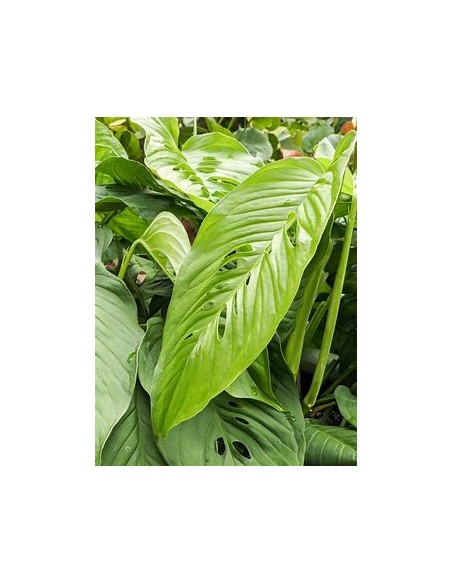 1 Large Monstera lecheriana plant - Internet Nursery