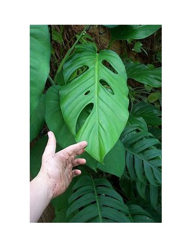 1 Large Monstera lecheriana plant - Internet...